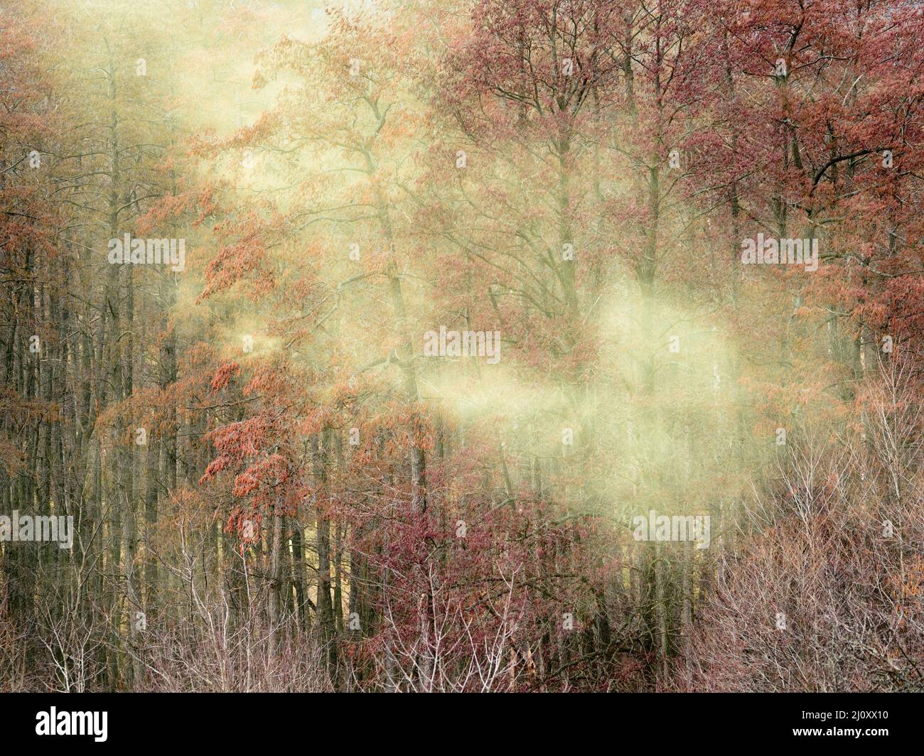 Bloom at a tree hazel forest massive pollen spread by the wind causing allergies Stock Photo