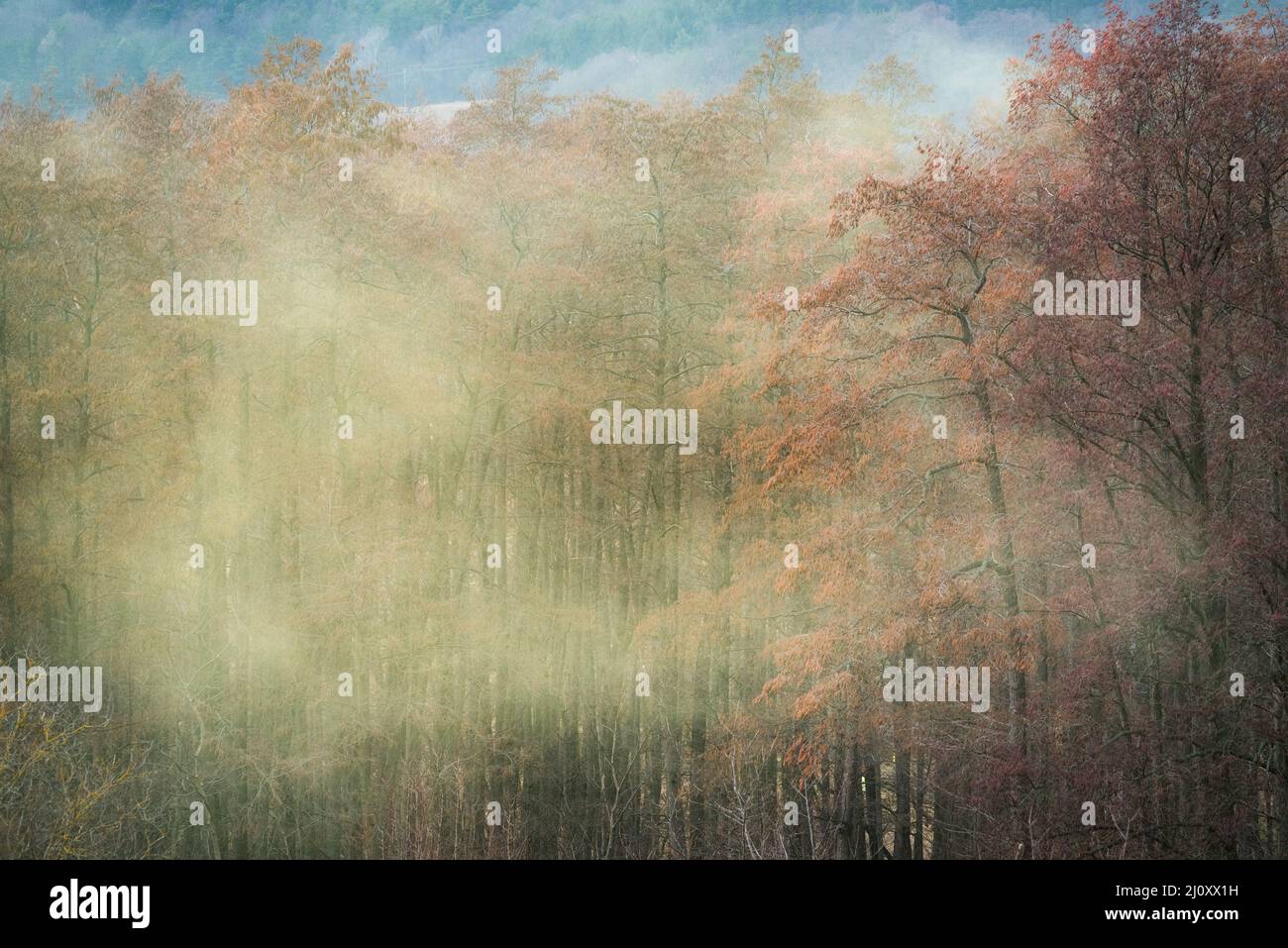 Bloom at a tree hazel forest massive pollen spread by the wind causing allergies Stock Photo