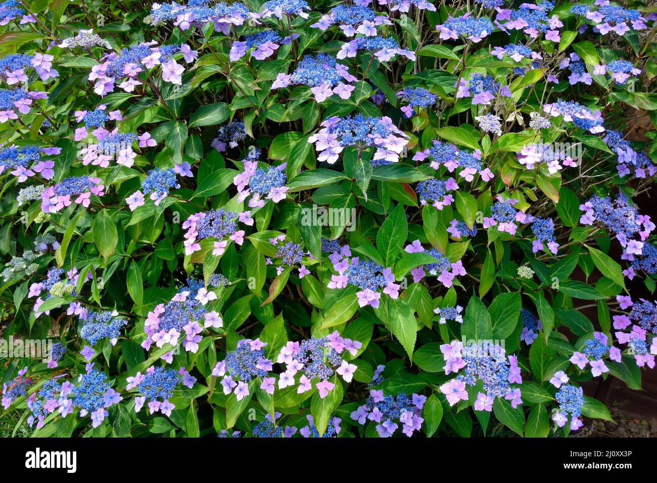 Blue Lacecap Hydrangea Stock Photo - Alamy