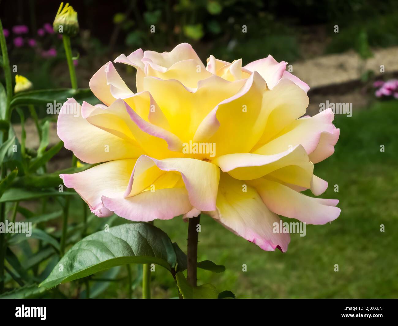 Yellow Rose (Peace) flowering in an English garden Stock Photo