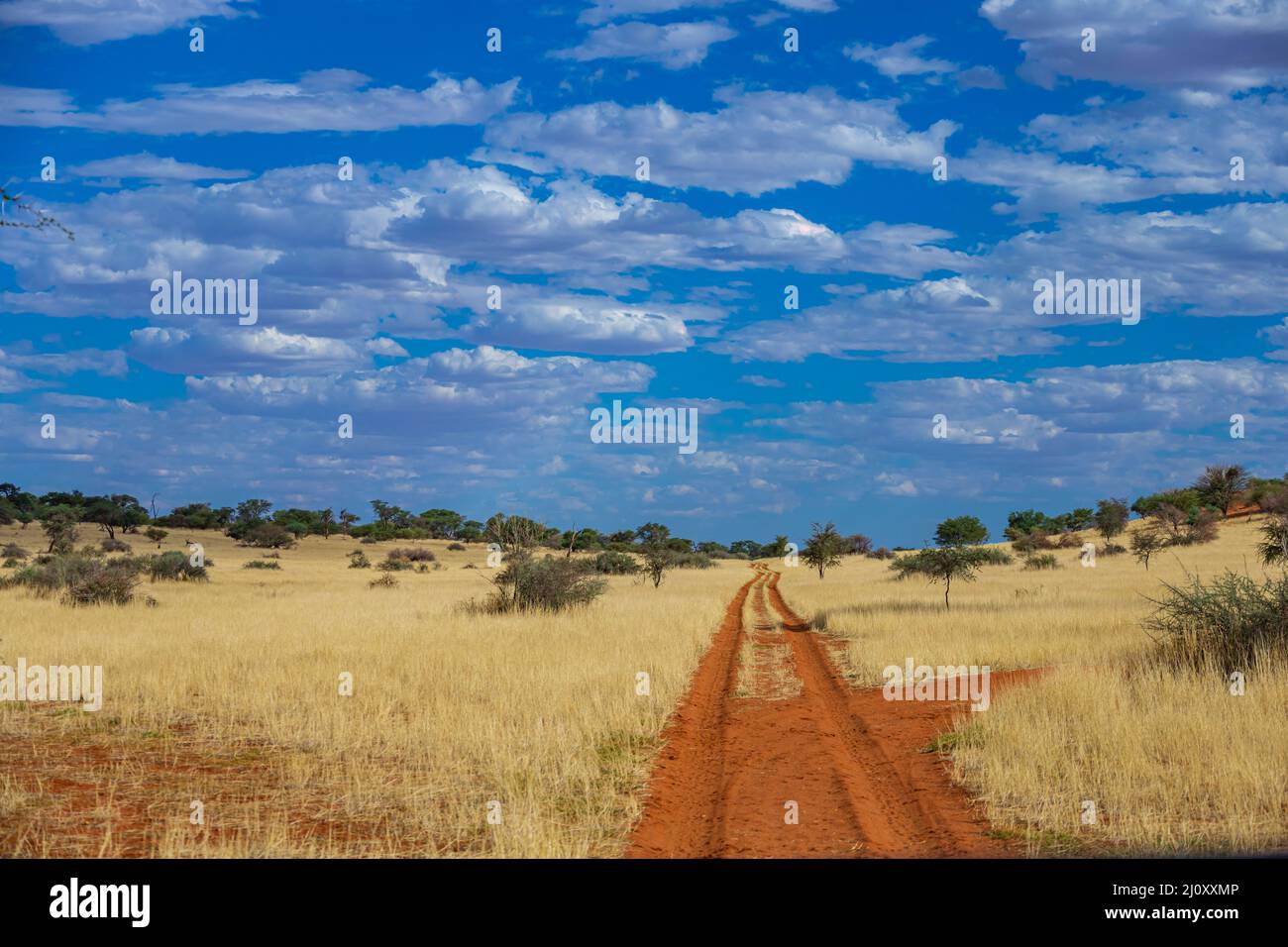 Kalahari Stock Photo