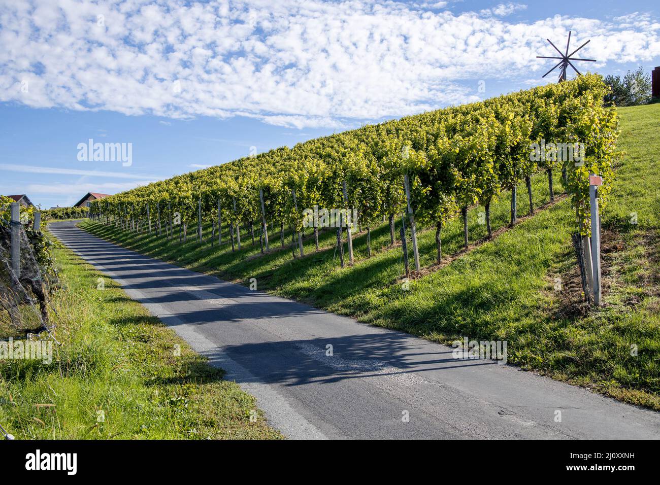 sun, street, road, wine, grapes, vine, hill, beam, sun beam, wine street, grape, Leibnitz, styria, sunset, Suedsteiermark, trees, hills, bright, steep Stock Photo