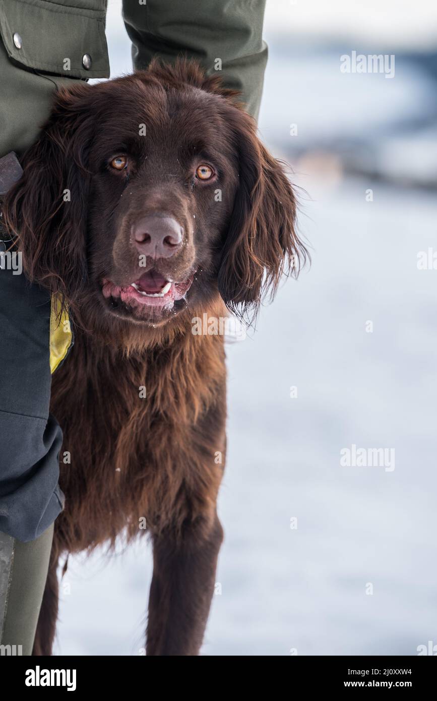 Large brown pedigree German Longhaired Pointer - portrait hunting dog and forester dog Stock Photo