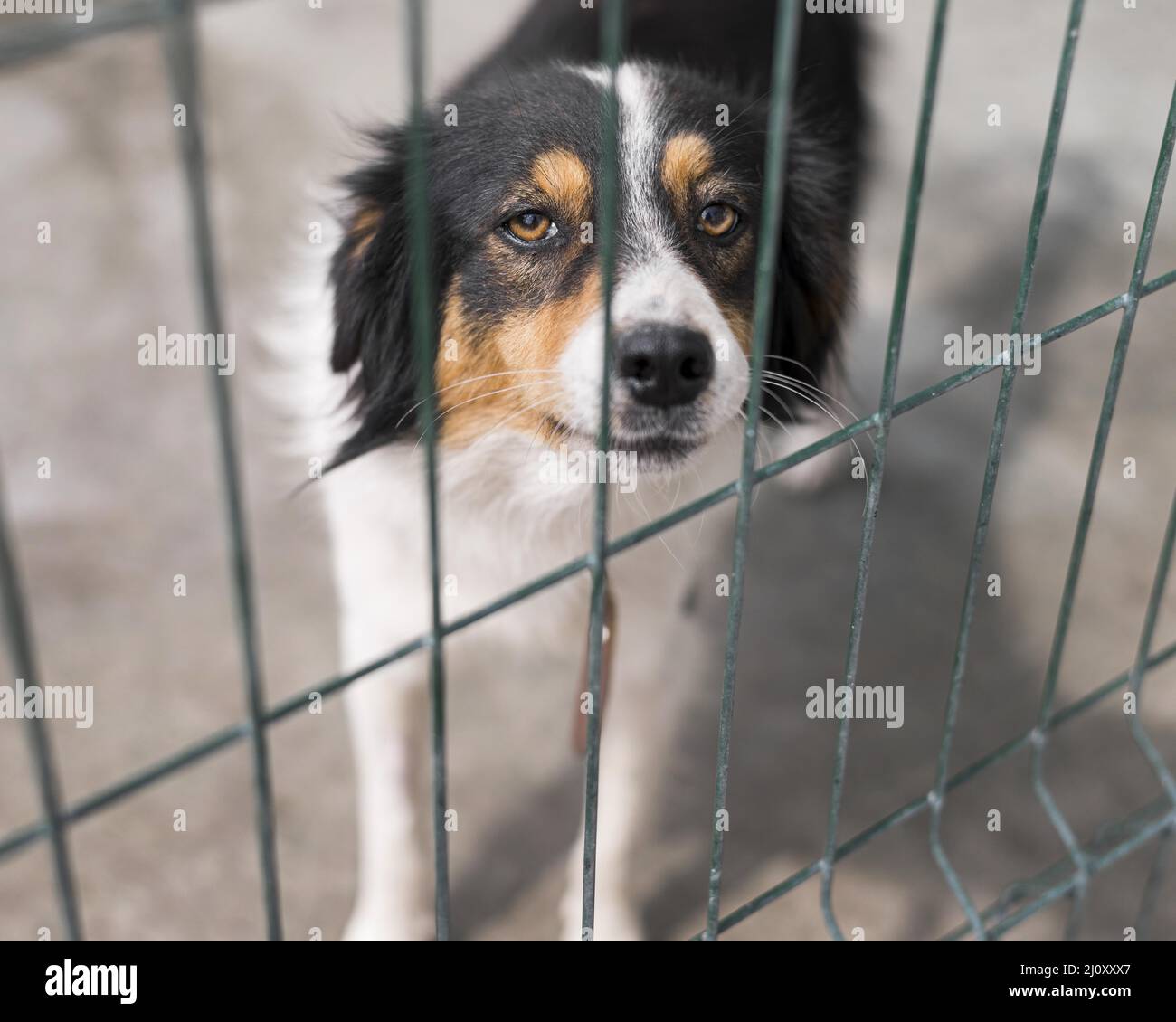 Sad rescue dog fence adoption shelter. High quality photo Stock Photo