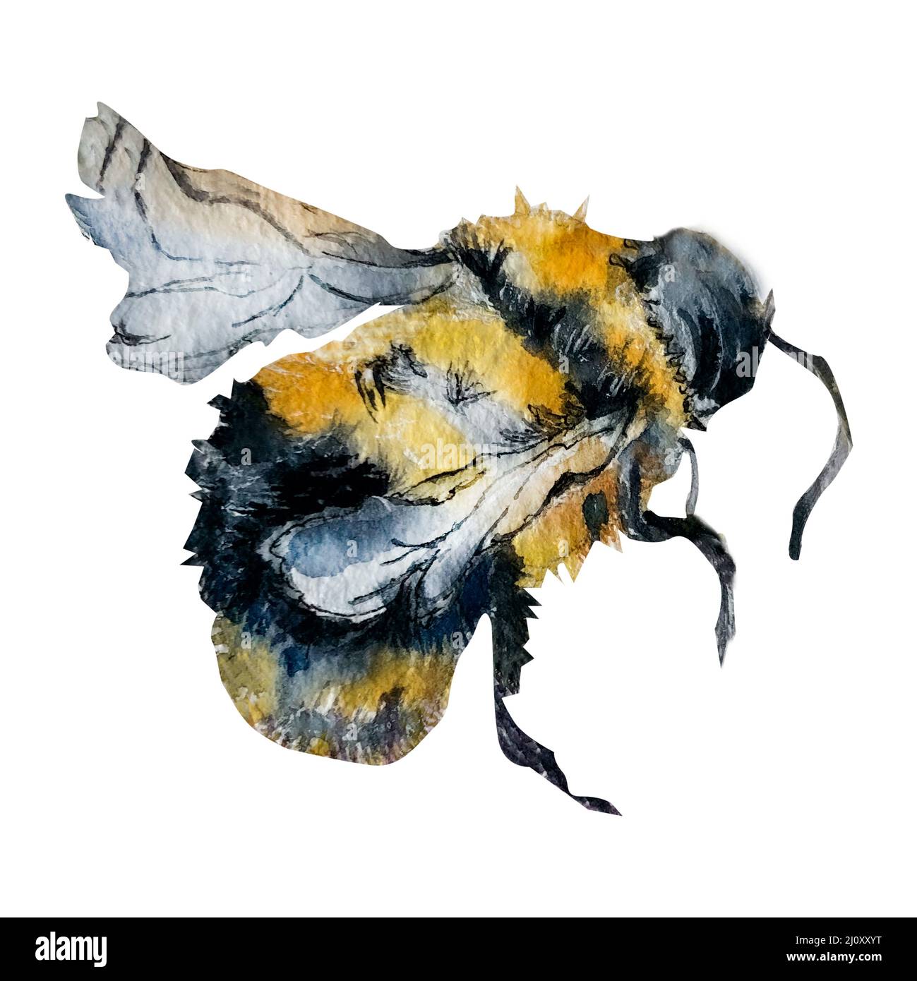 Bumblbee watercolor illustration. Honey bee art. Bees flight hand painted isolated on white. Summer set for desighn, postcard, children illustration Stock Photo