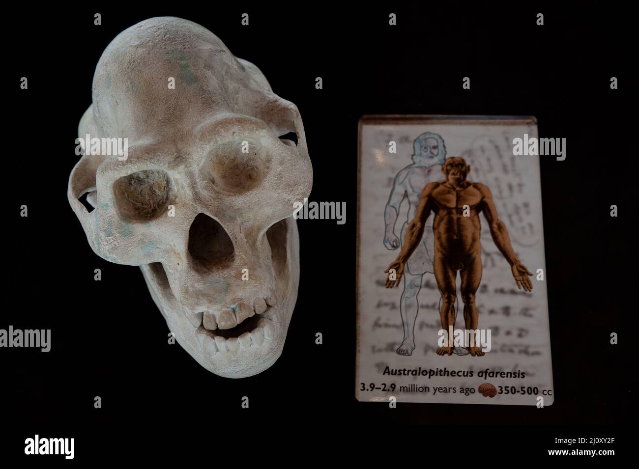 Siena, Italy - 2022, March 10: Australopithecus afarensis human skull, with explanatory caption, in a showcase at the Museum of Natural History “Accad Stock Photo