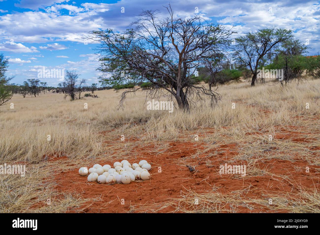 Ostrich eggs Stock Photo