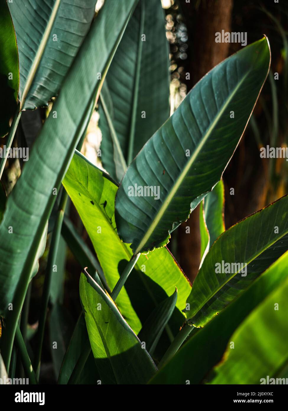 Tropical plant leaves and lush green fern, palm and jungle foliage ...