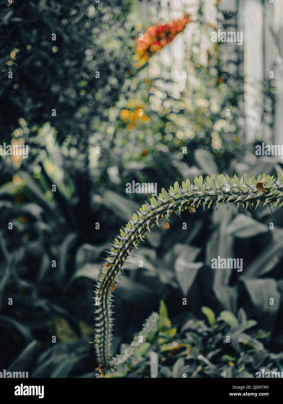 Tropical plant leaves and lush green fern, palm and jungle foliage. Taken in the botanical gardens of Geneva, Switzerland. Stock Photo