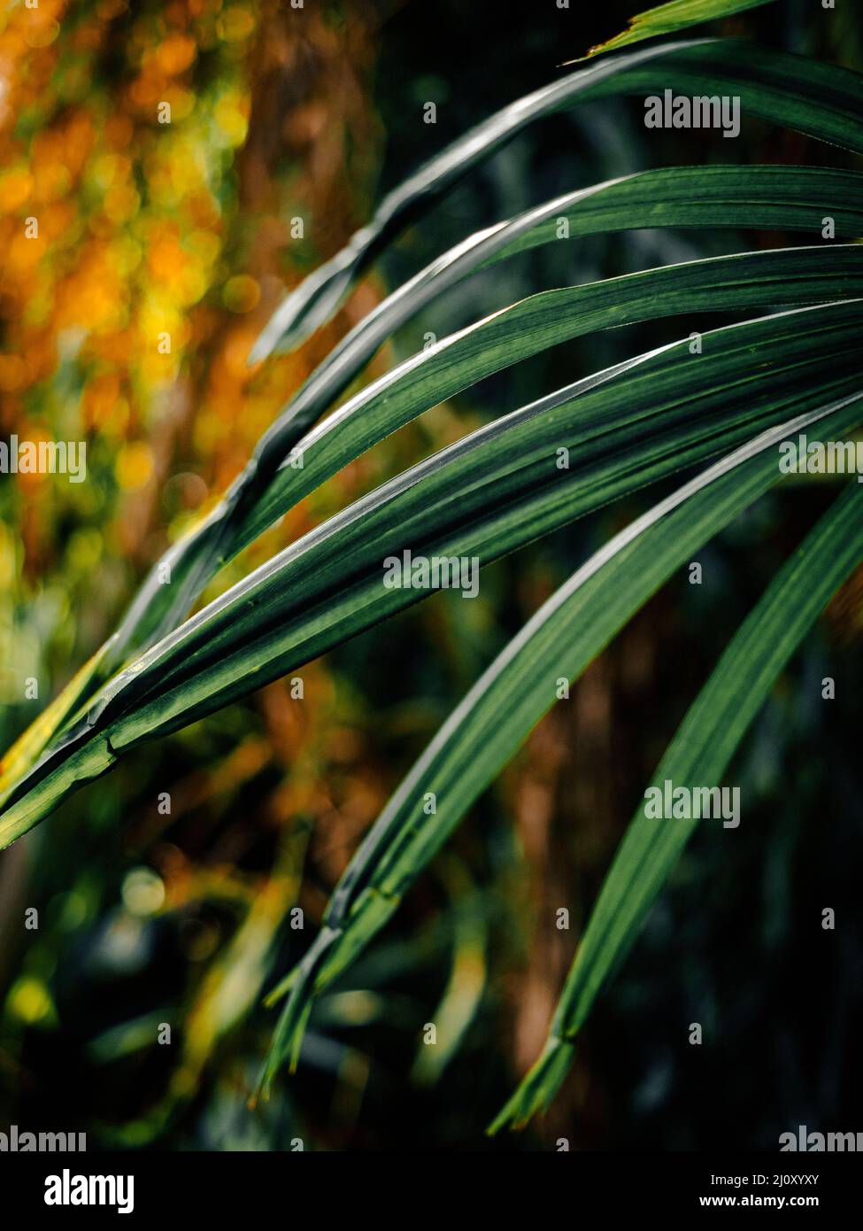 Tropical plant leaves and lush green fern, palm and jungle foliage ...