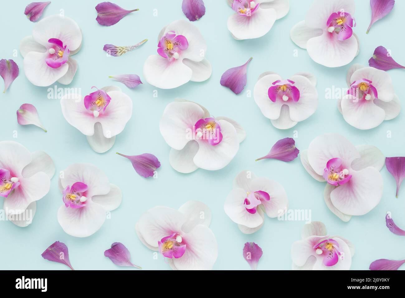 Photo of orchids hi-res stock photography and images - Alamy