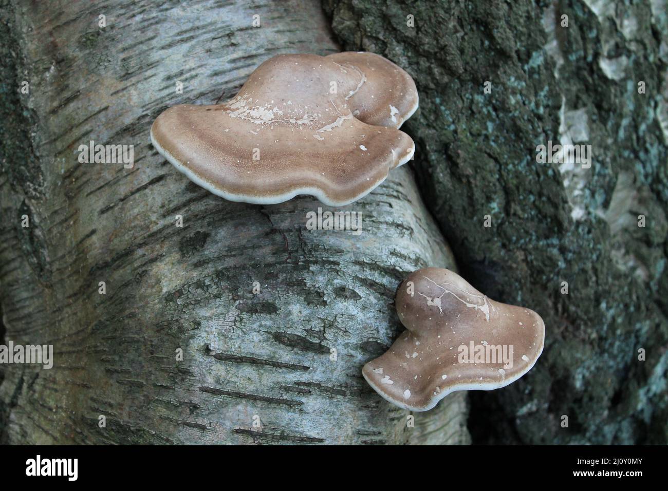 Two Bracket Fungi Growing on a Silver Birch Tree Trunk Stock Photo - Alamy