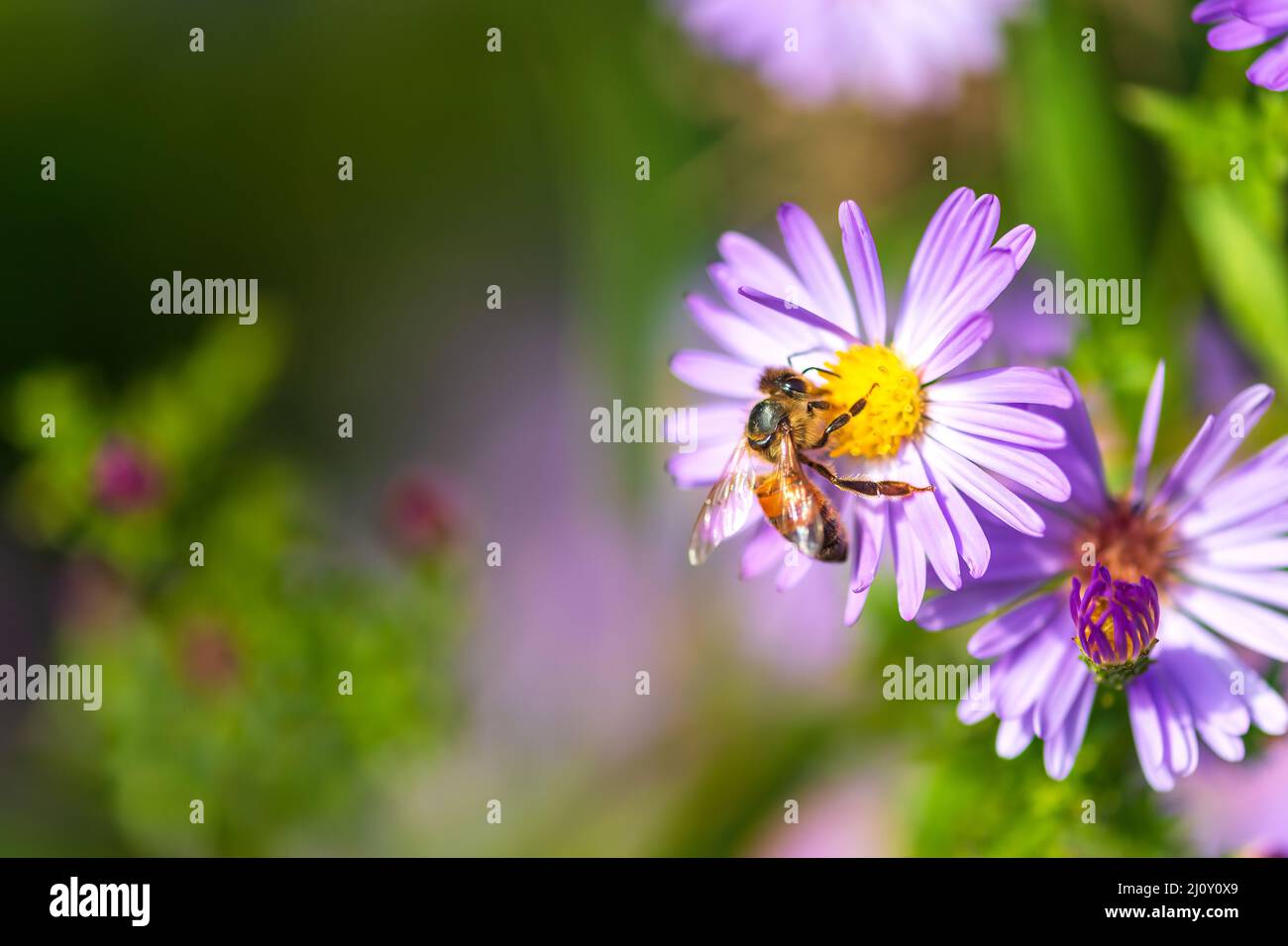 Honey bee on purple flower close up Stock Photo - Alamy