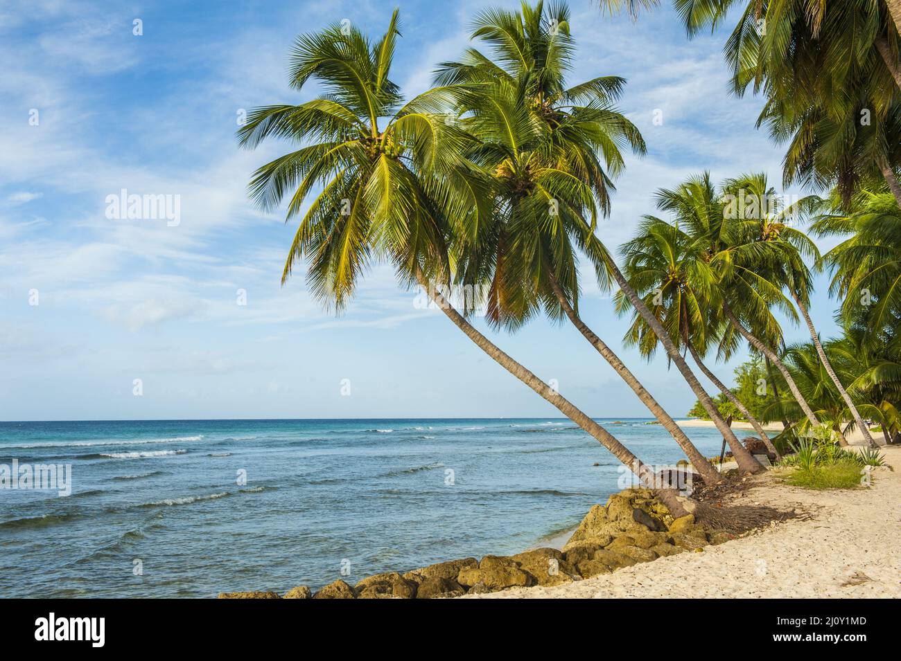 Palms on the white beach and a turquoise sea on a Caribbean island of