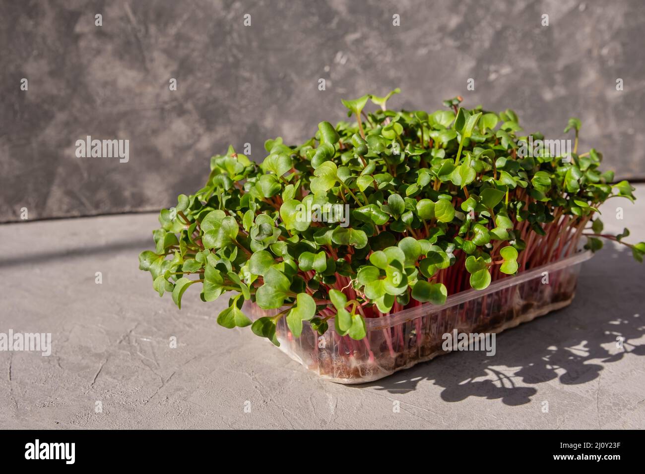 Radish microgreens. Sprouting microgreens. Seed germination at home