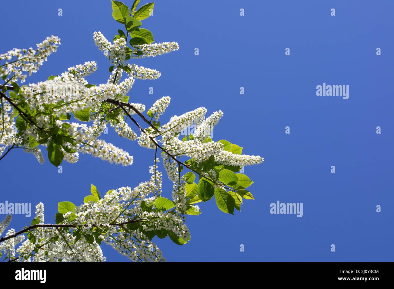 Branch of bird cherry Padus blossom against the blue sky, spring in the orchard. White bird cherry flowers for design Stock Photo
