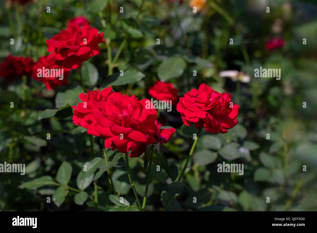 Red rose blossom closeup, several open garden rose flower on nature