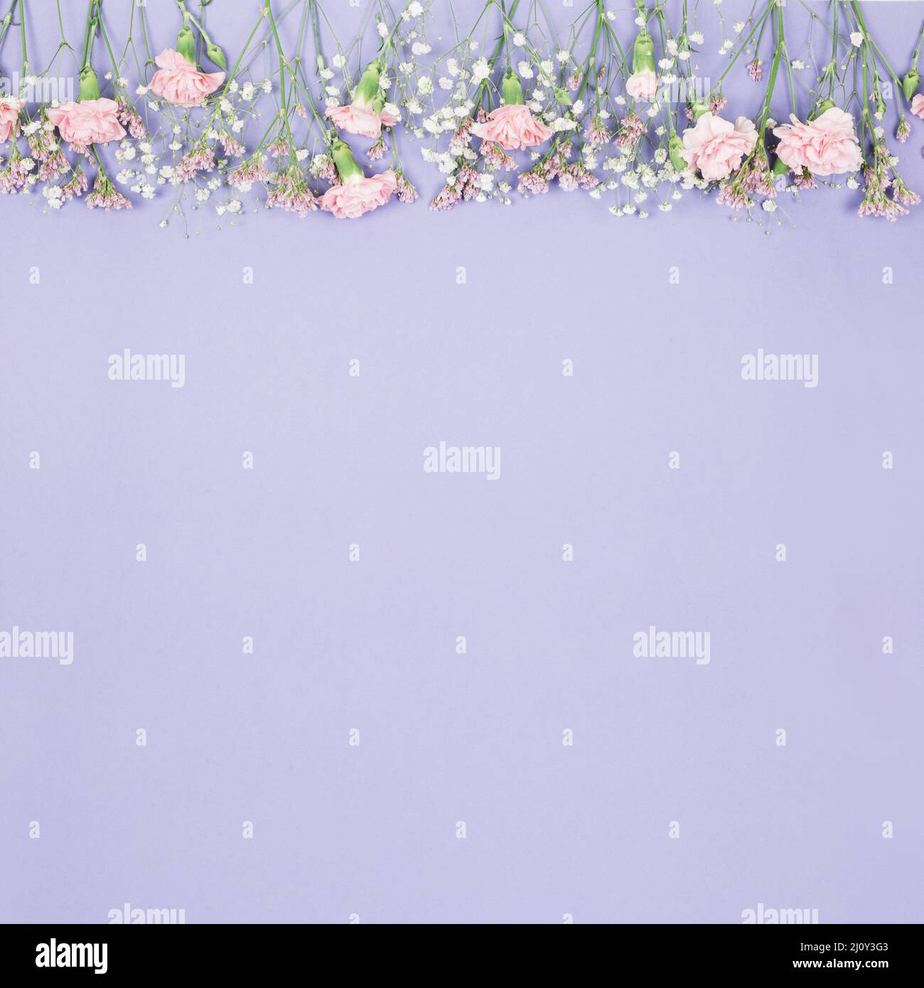 Top border decorated limonium gypsophila carnations flowers purple backdrop. High quality photo Stock Photo