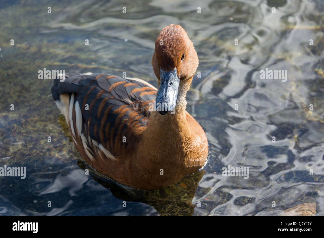 Fulvous Whistling Duck (Dendrocygna bicolor) by the edge of the lake Stock Photo