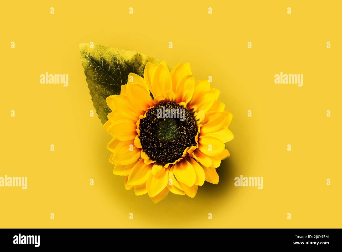 Sunflower on yellow background Stock Photo