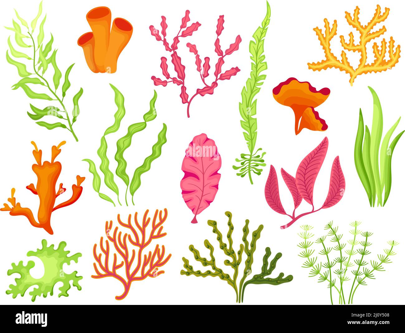 Seaweed. Cartoon seaweeds, kelp and corals. Aquatic plants with leaves.  Natural marine and aquarium elements, water decor objects, neat vector set  Stock Vector Image & Art - Alamy