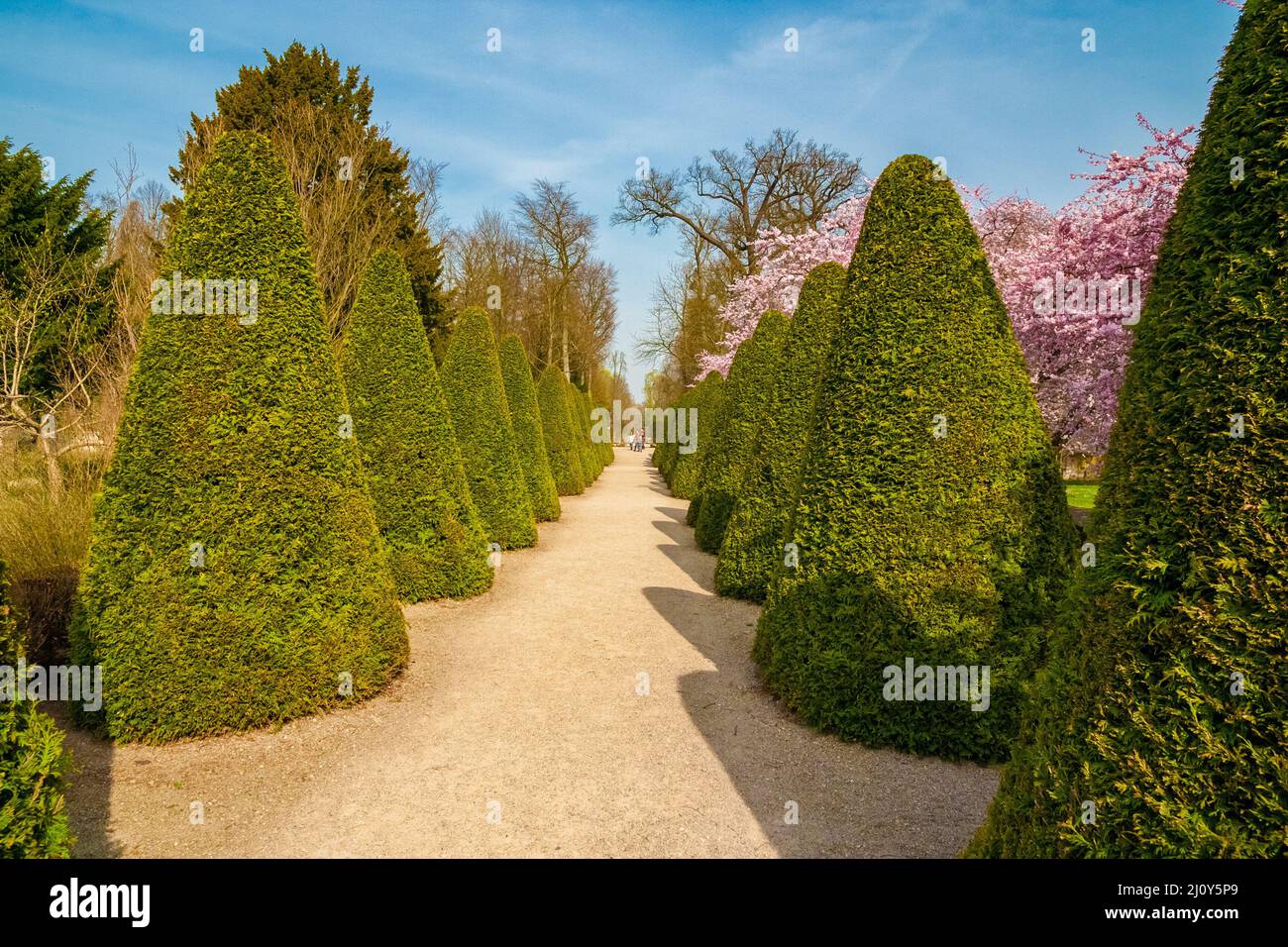 Gorgeous avenue of cone shaped trimmed arborvitae (Thuja species) shrubs in the Turkish Garden of the famous Schwetzingen palace gardens on a sunny... Stock Photo