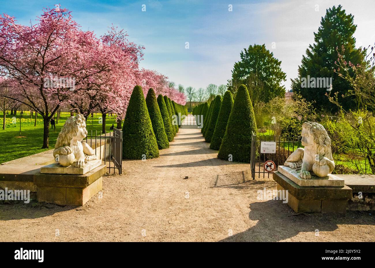 Nice view of two white lion statues at the entrance gate of the Turkish Garden leading to an avenue of cone shaped trimmed arborvitae (Thuja species)... Stock Photo