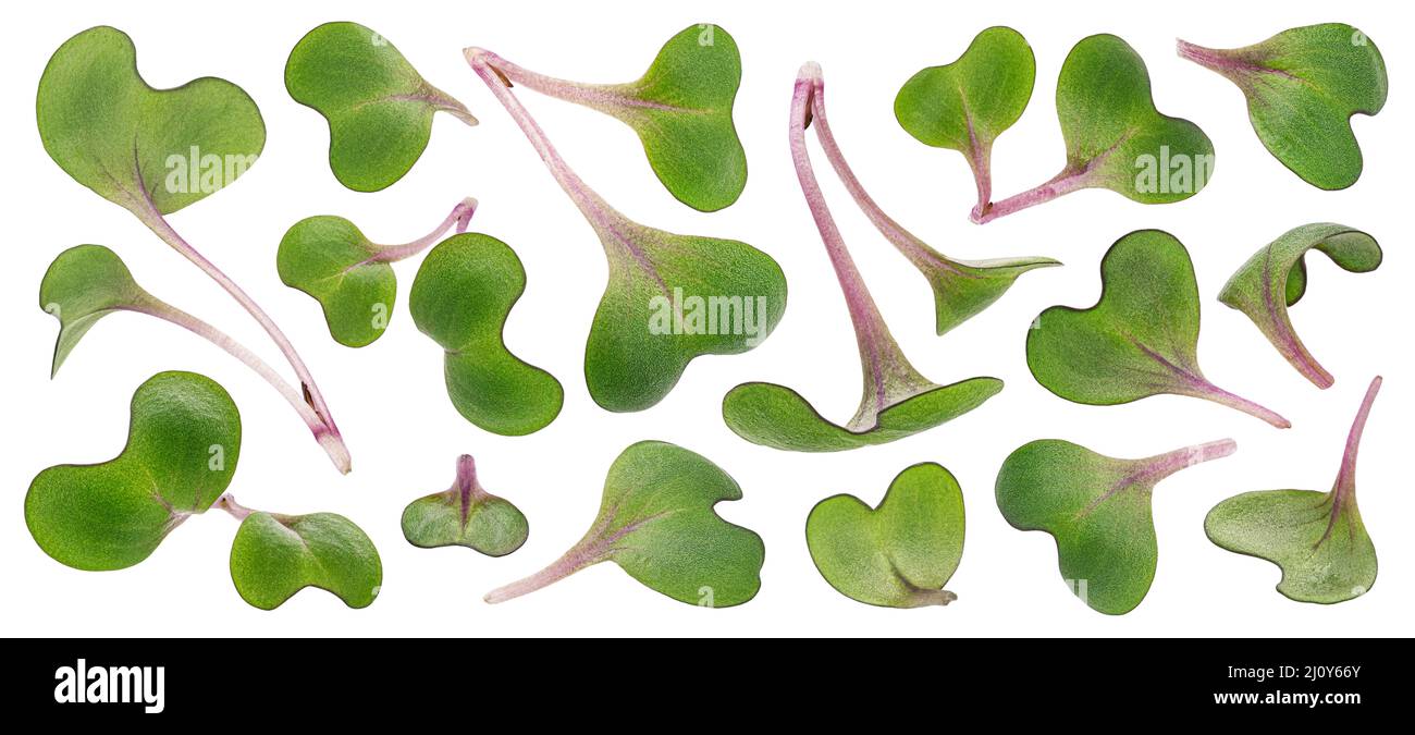 Radish microgreen leaves, young sprouts isolated on white background