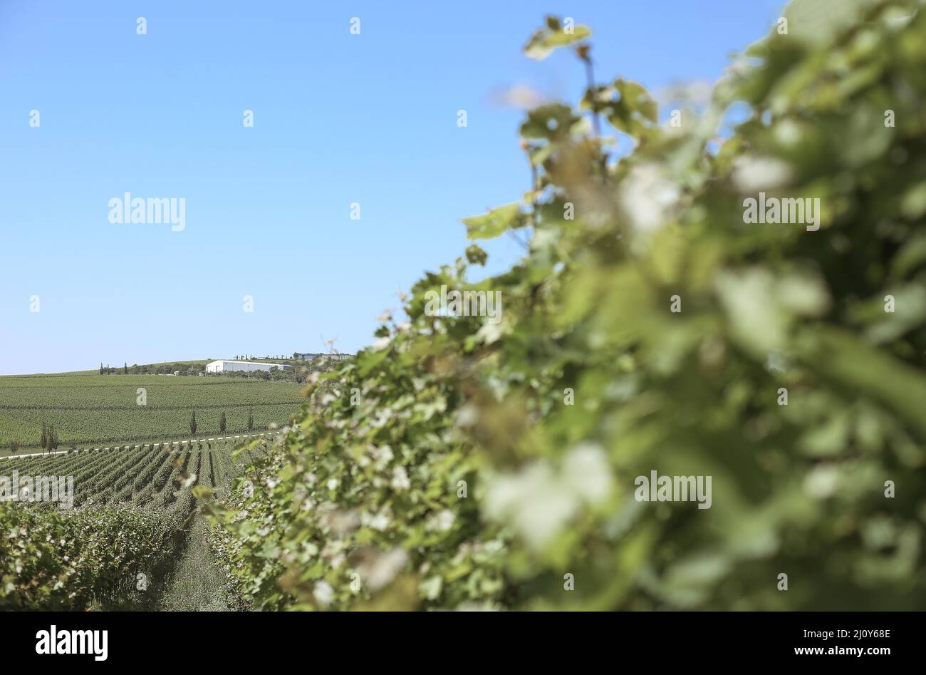 Beautiful green vineyard landscape Stock Photo