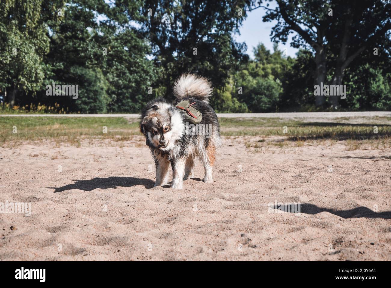 Portrait of a young Finnish Lapphund dog outdoors in nature with ...
