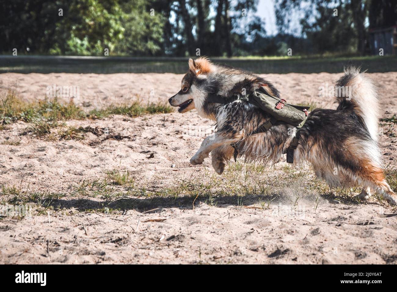 Portrait of a young Finnish Lapphund dog outdoors in nature with ...