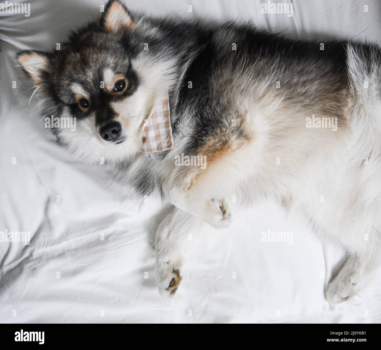 Portrait of a young Finnish Lapphund dog indoors lying down on his back ...