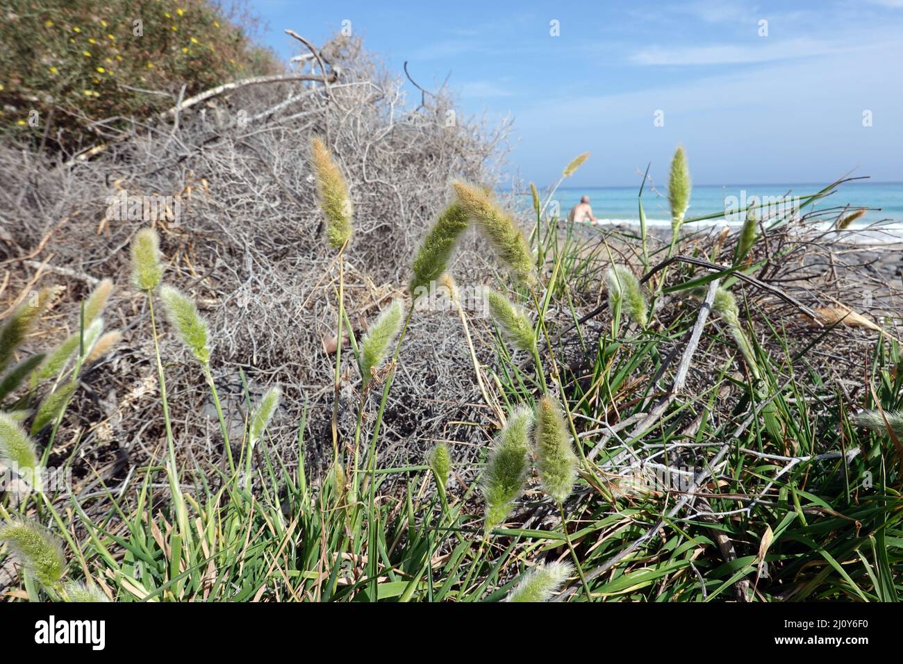 Brush grass, probably Polypogon monspeliensis Stock Photo