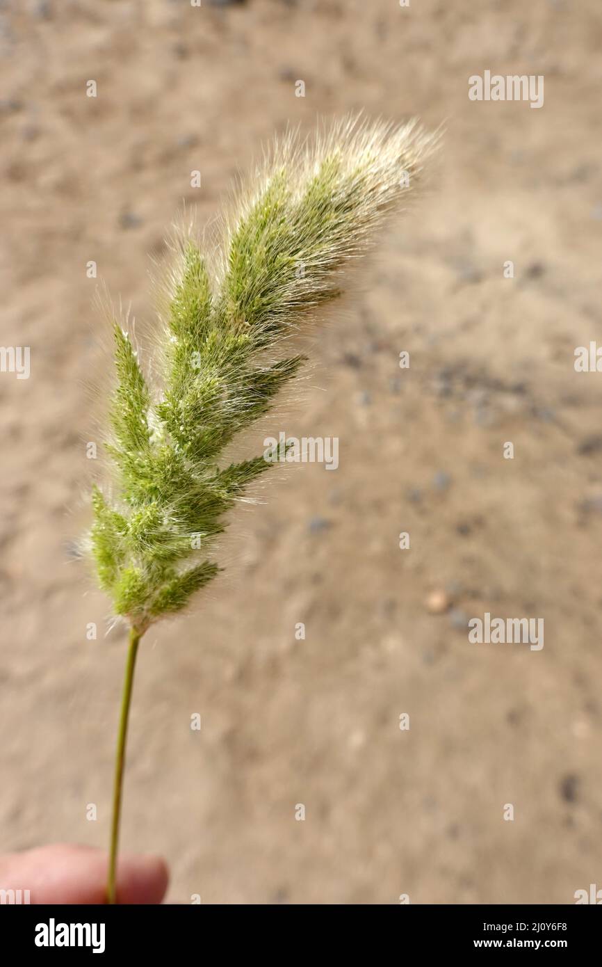 Brush grass, probably Polypogon monspeliensis Stock Photo