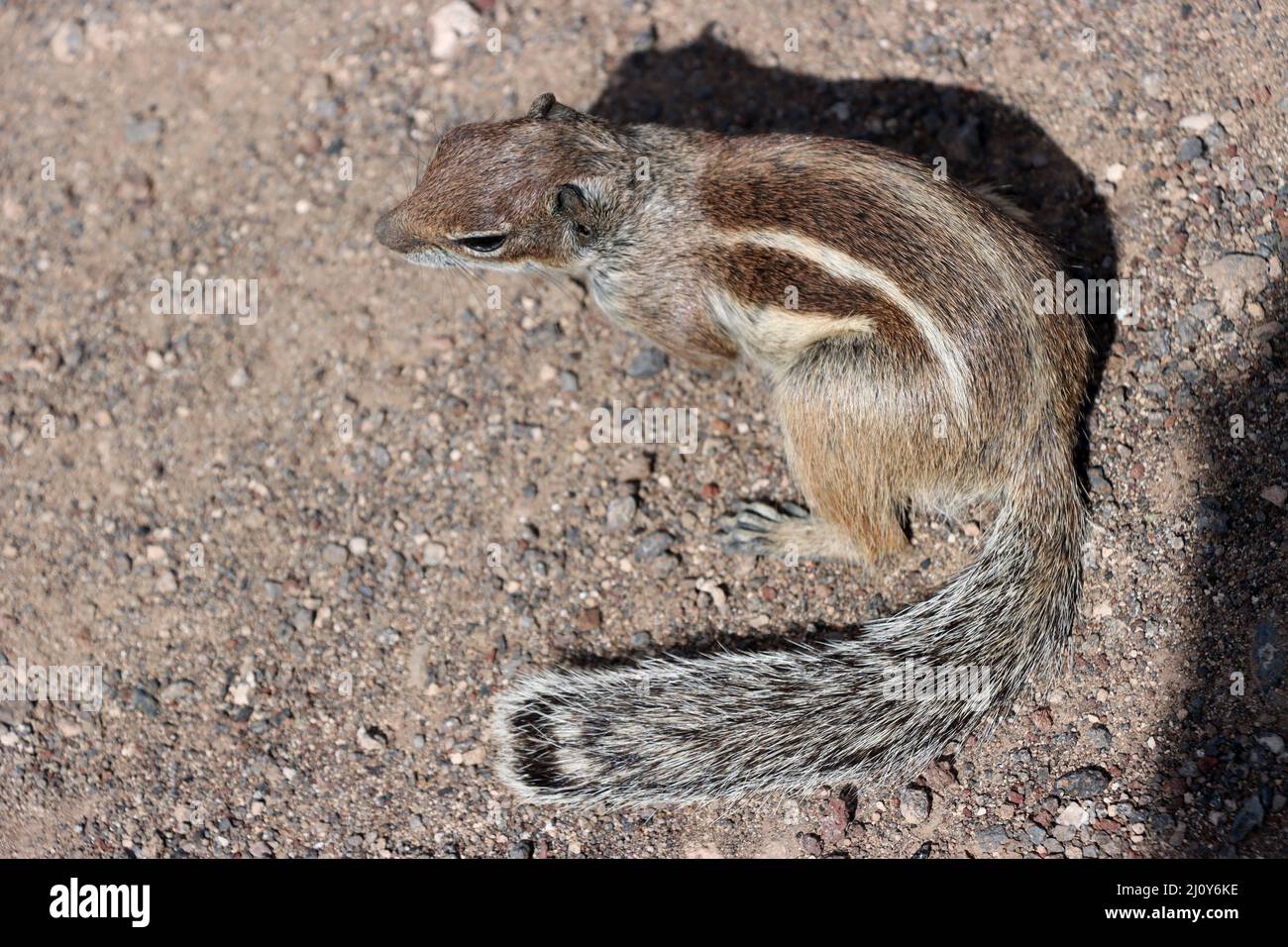Atlas squirrel, North African bristle squirrel or Barbary squirrel (Atlantoxerus getulus) Stock Photo