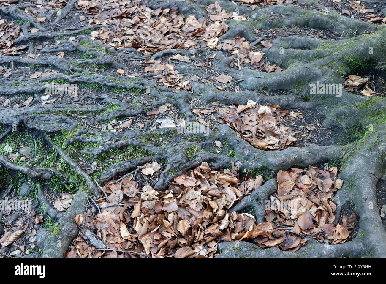 Beech mixed forest in winter Stock Photo