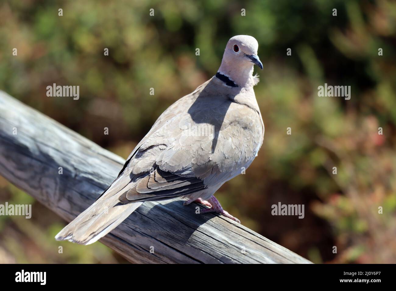 Eurasian collared dove (Streptopelia decaocto) at the edge of the Playa del Matorral salt marshes nature reserve Stock Photo