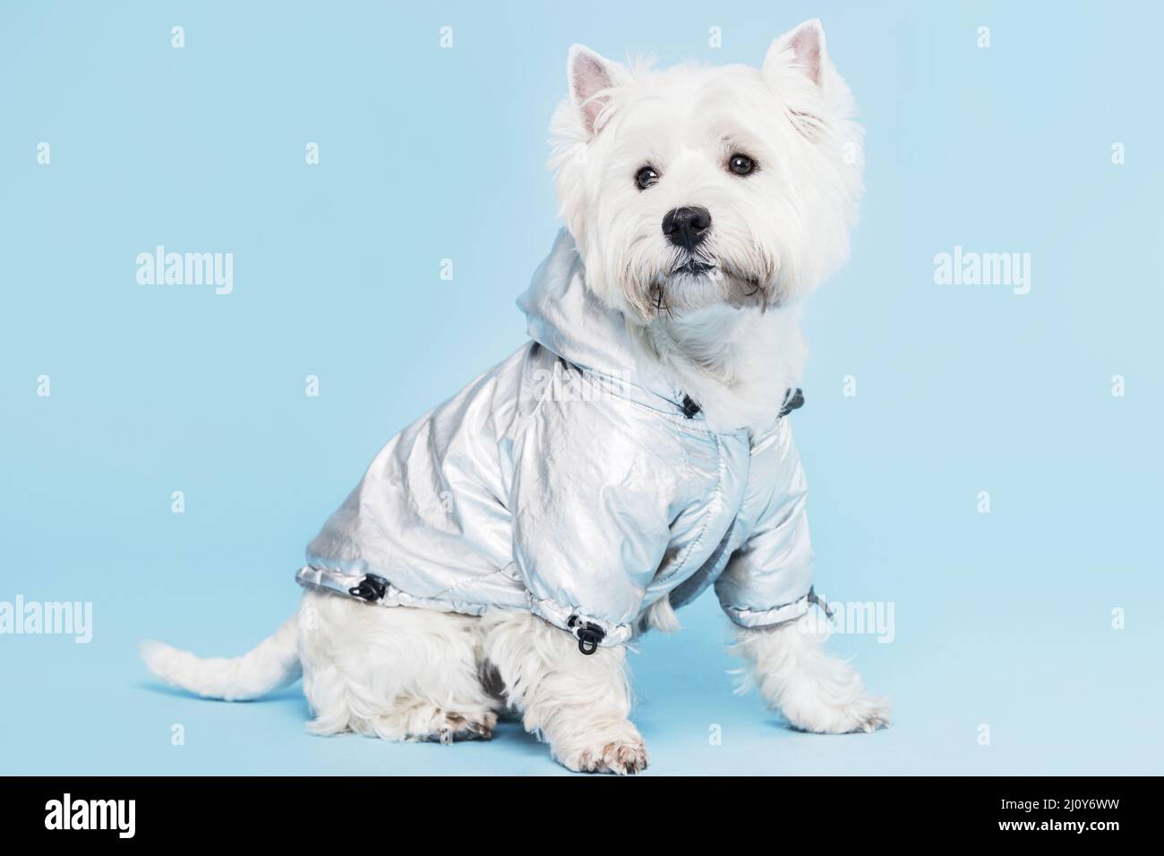 Cute little dog costume. High quality photo Stock Photo