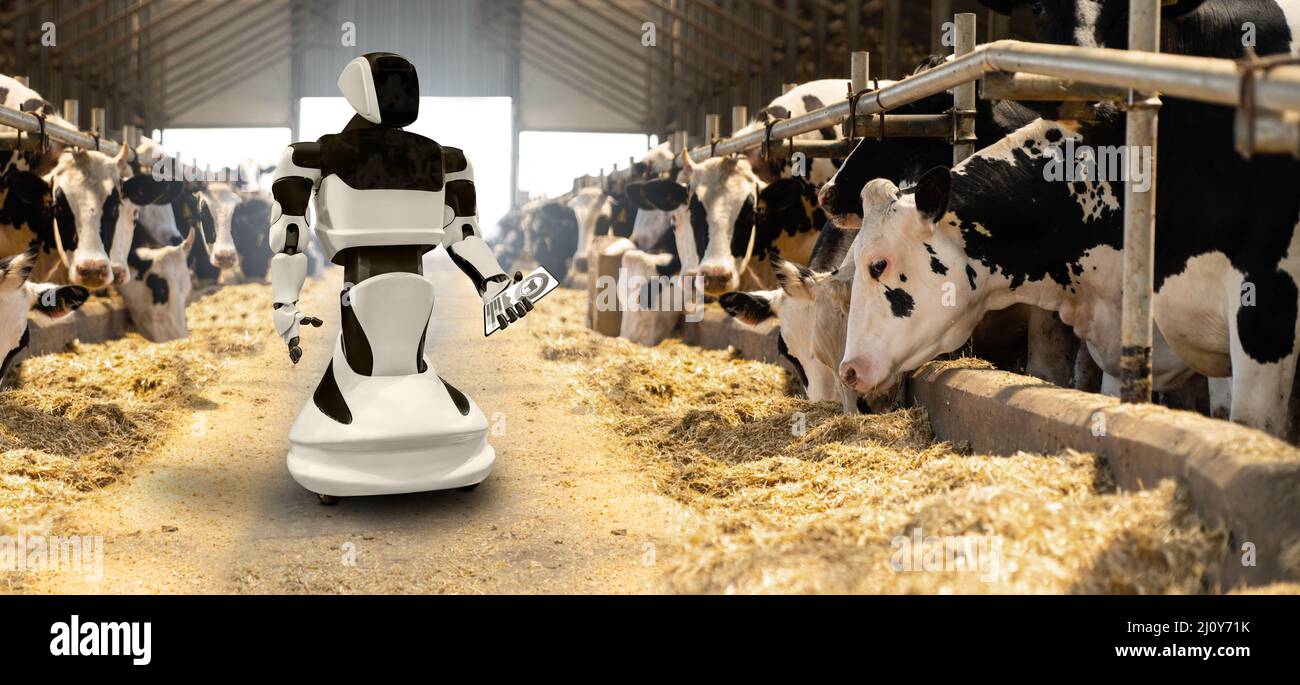 Robot on a dairy farm. Smart farming concept. Stock Photo