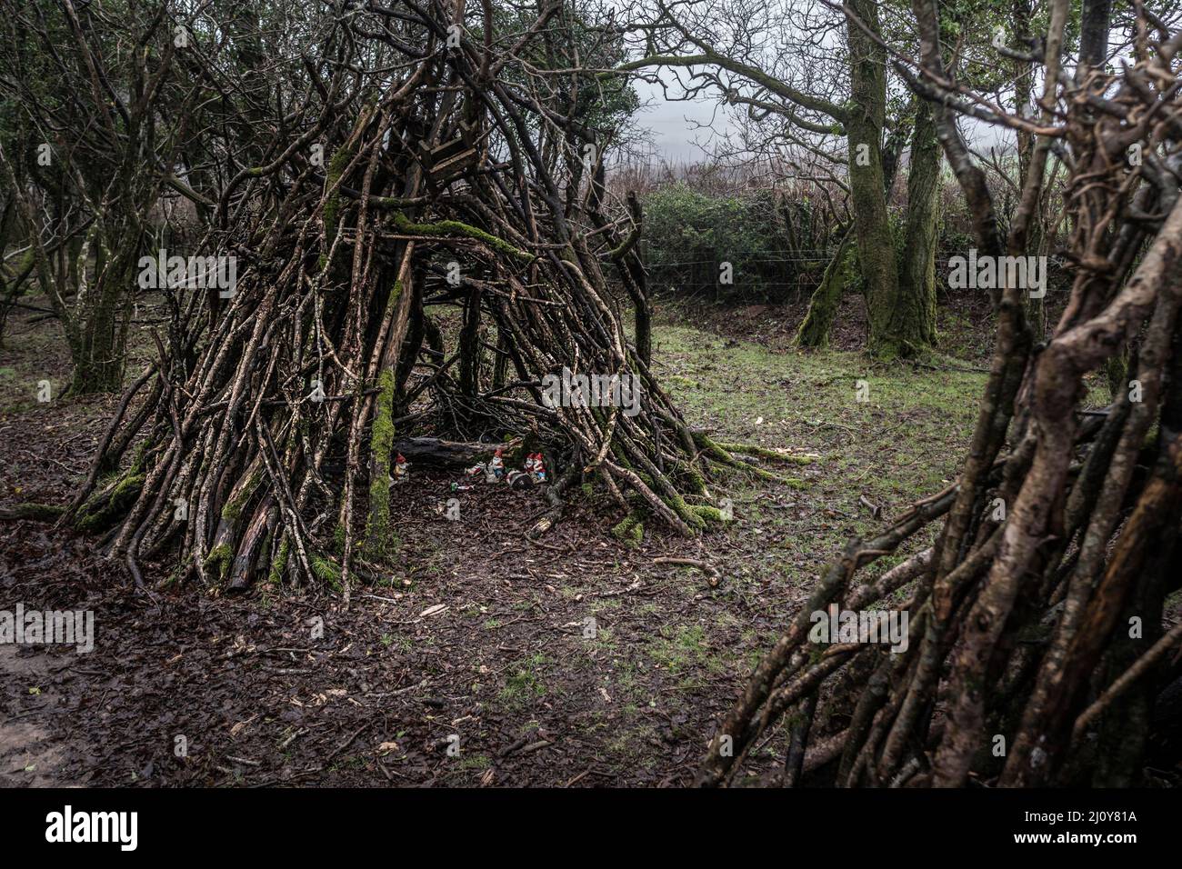 Misty damp weather over rough shelters built with cut tree branches constructed in a small copse of trees on Goonzion Downs on Bodmin Moor in Cornwall Stock Photo