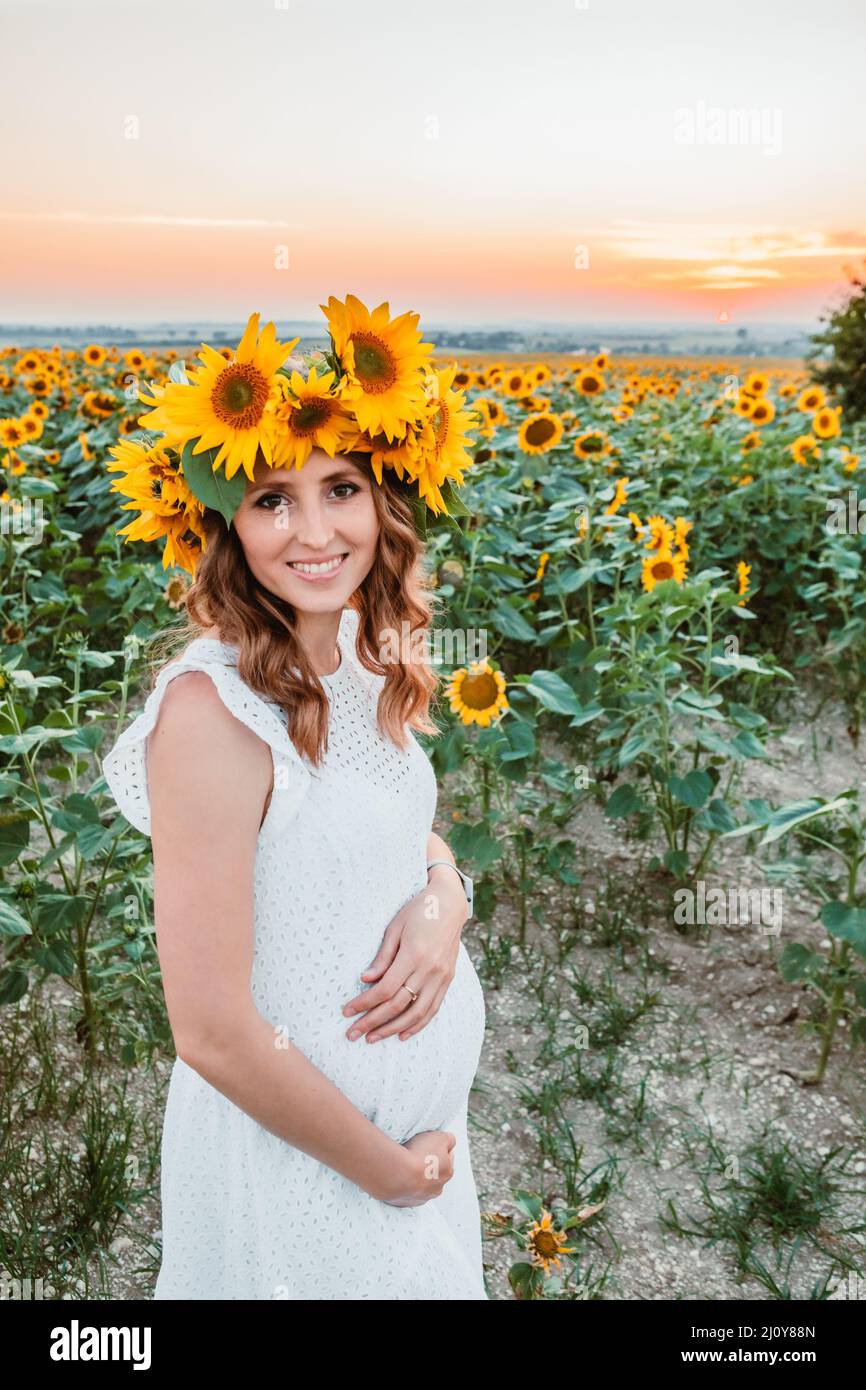 blooming sunflowers field Stock Photo 