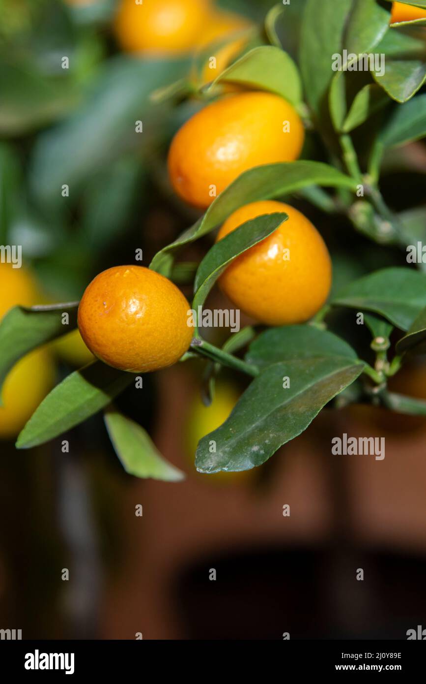 Citrus Kumquat plant Stock Photo Alamy