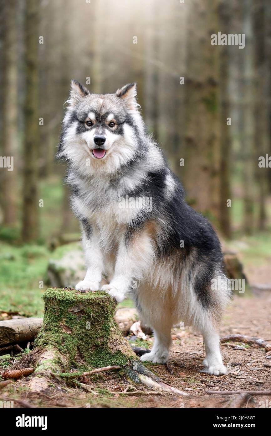 Portrait of a young Finnish Lapphund dog outdoors in nature Stock Photo ...