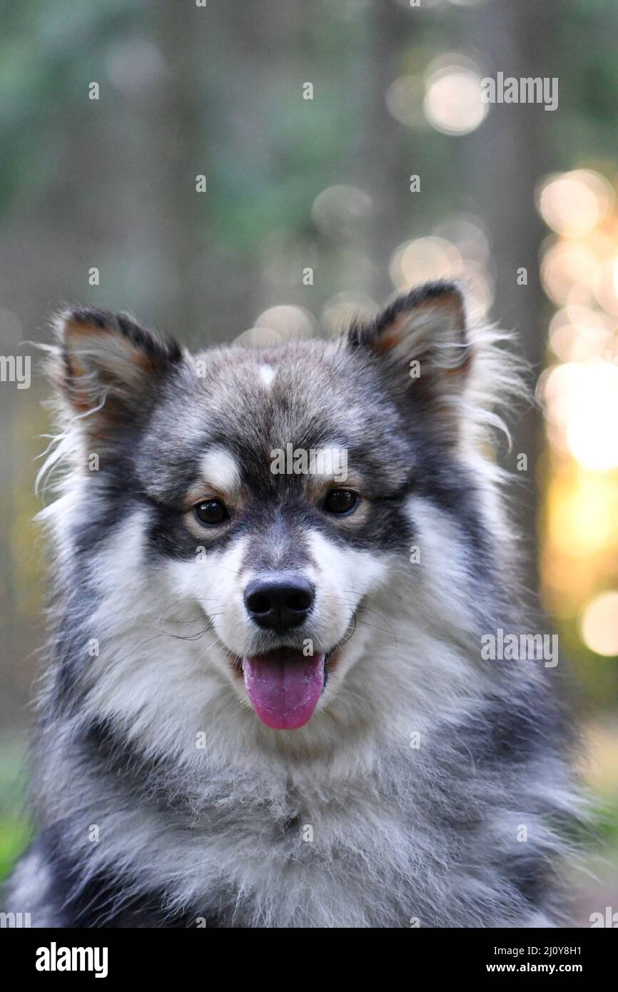 Portrait of a young Finnish Lapphund dog outdoors in nature Stock Photo ...