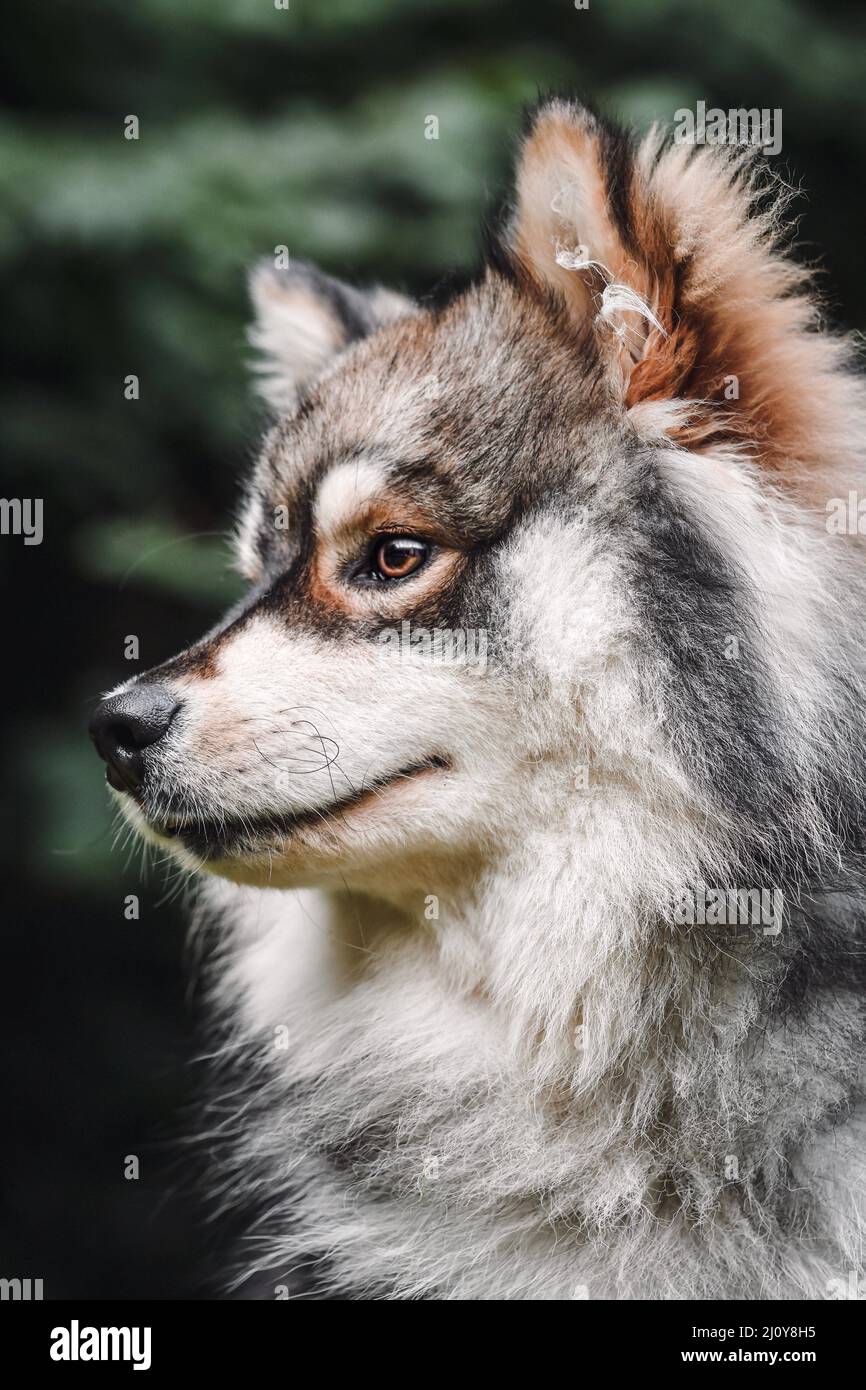 Portrait of a young Finnish Lapphund dog outdoors in nature Stock Photo ...