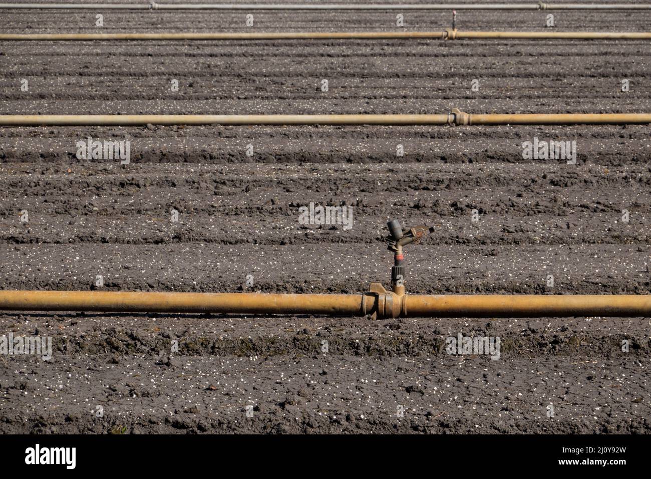 Preparation of a field for cultivation of Lilies; hoses for water supply and sprinkling installation Stock Photo