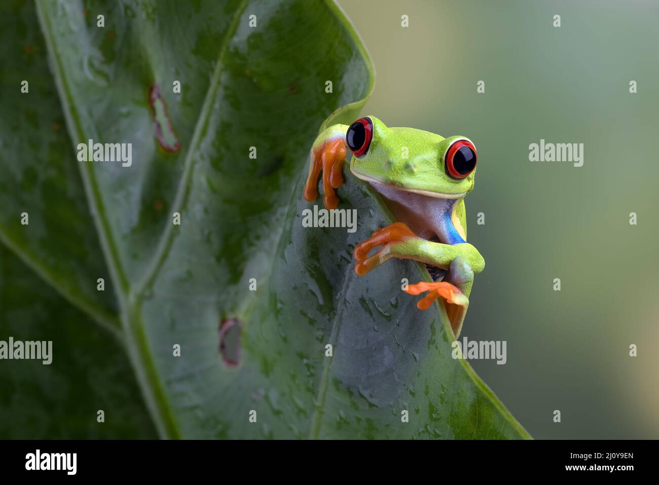 Red eyed tree frog sitting on leaf Stock Photo