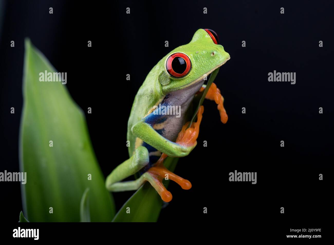 Red eyed tree frog sitting on leaf Stock Photo - Alamy