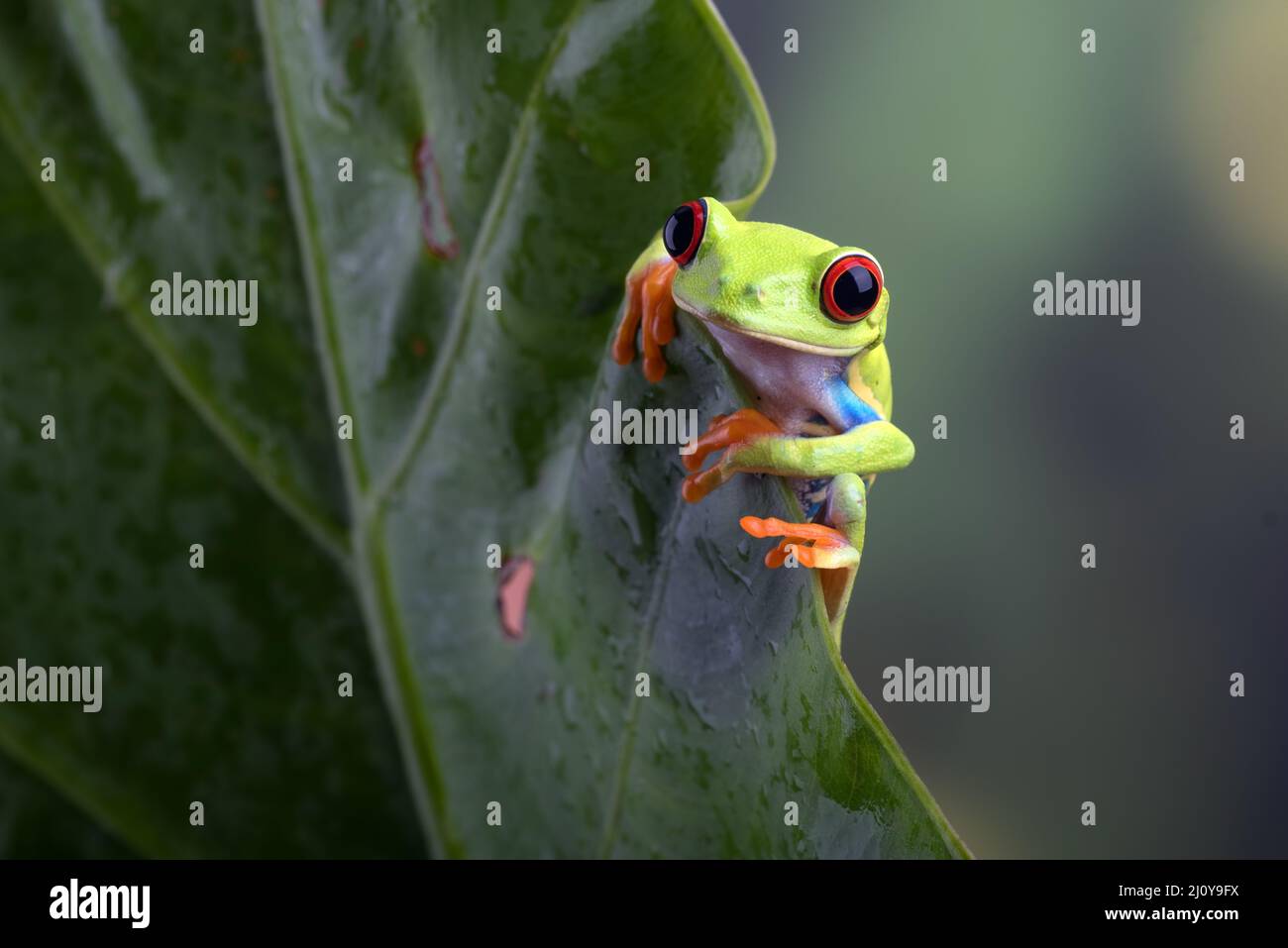 Red eyed tree frog sitting on leaf Stock Photo