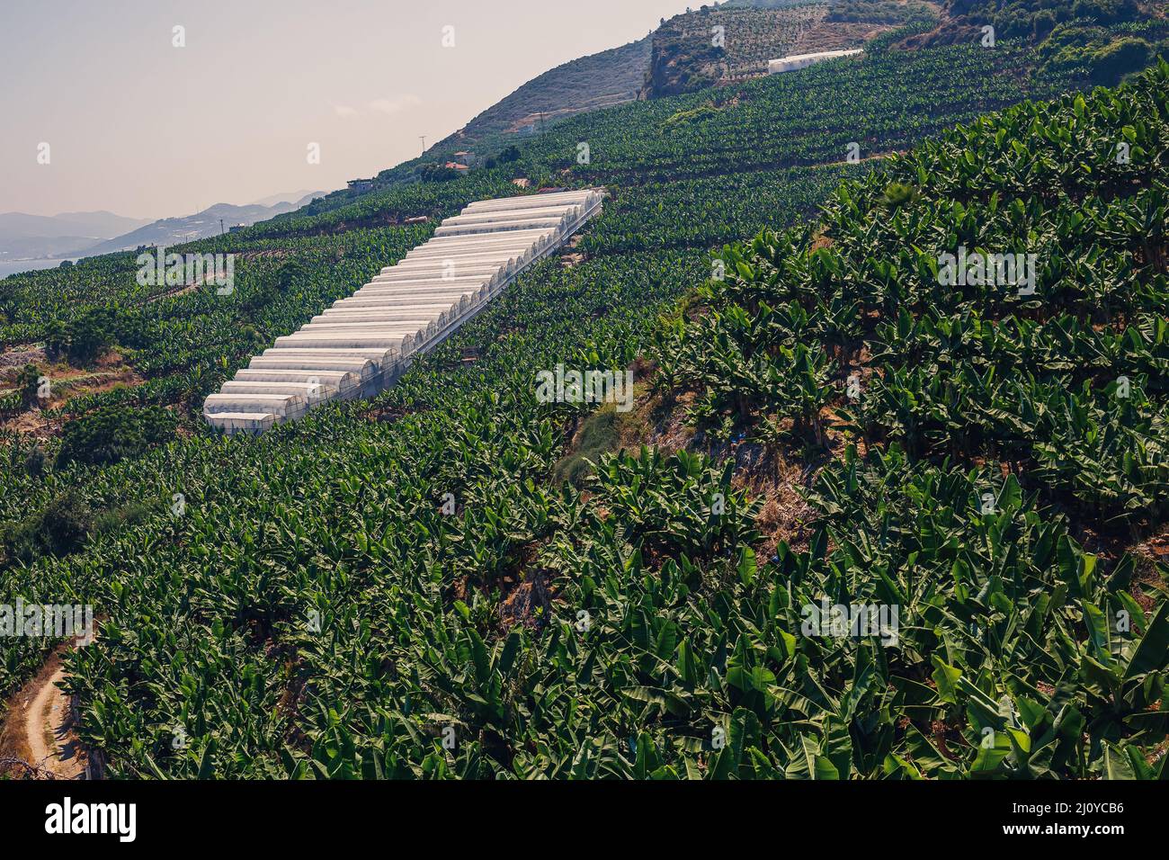 Huge banana plantations on a summer sunny day. Banana grove in a